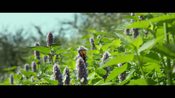 Clip - L'agroecologia