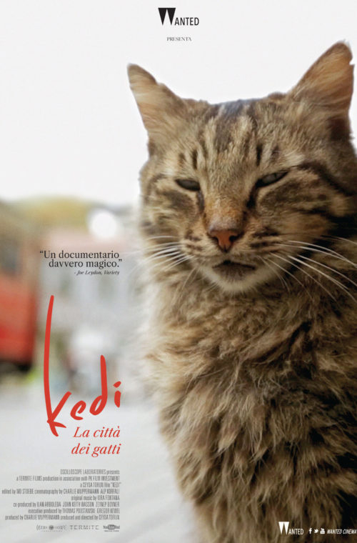 Poster del film Kedi - La Citt dei Gatti